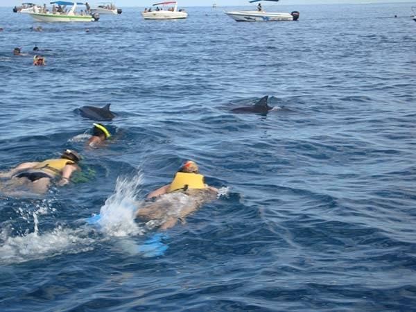 mauritius_west_coast_swims_with_dolphins
